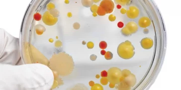 Hops Latent Viroid Testing