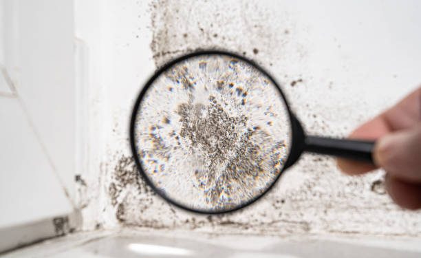 mold remediation havertown